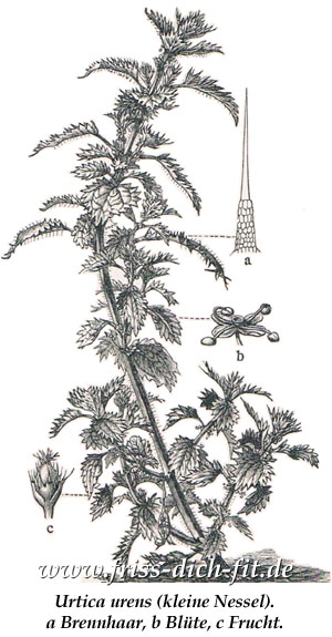 Urtica urens L. (kleine Brennnessel)