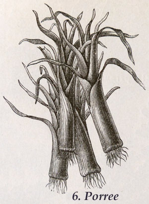 Allium.