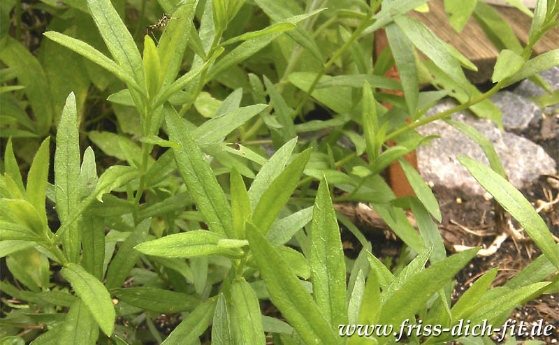 Artemisia.