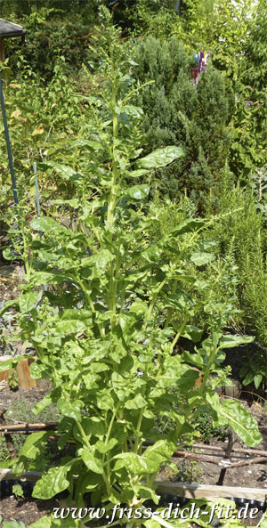 Beta vulgaris subsp. vulgaris Flavescens Group im zweiten Jahr.