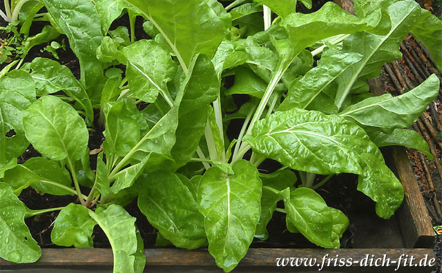 Beta vulgaris subsp. vulgaris Flavescens Group.