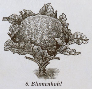 Blumenkohl