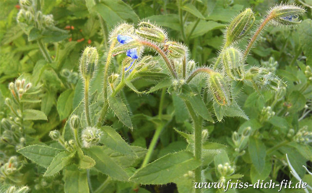 Borrago officinalis L.
