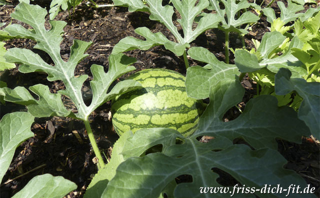 Citrullus vulgaris.