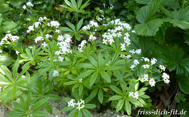 Galium odoratum