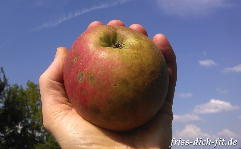 King of the Pippins.