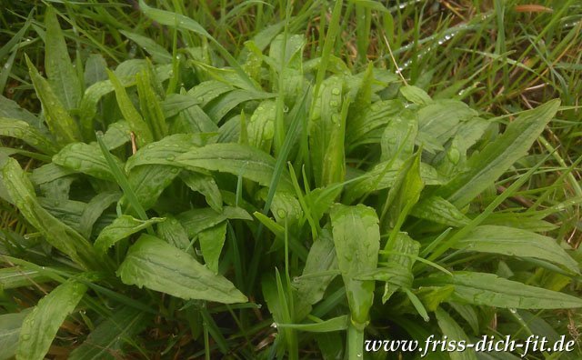 Plantago