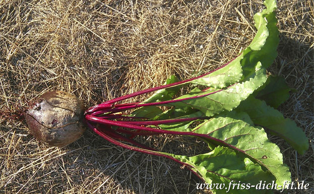 Rote Bete, frisch geerntet aus dem eigenen Bio-Garten.