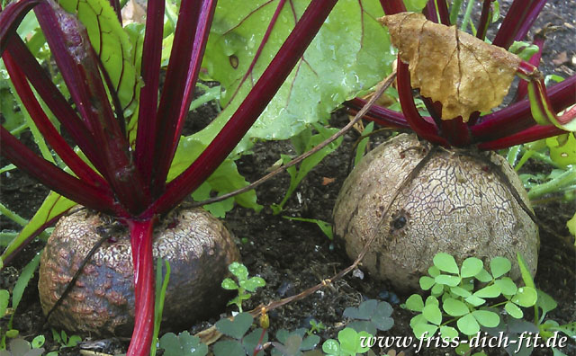 Rote Bete im eigenen Bio-Garten.