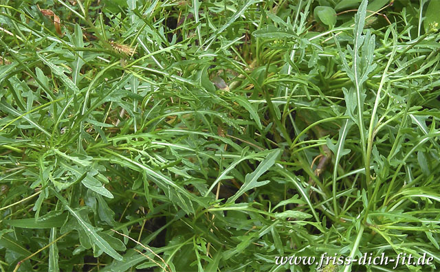 Wilde Rauke, schmalblättriger Doppelsame (Diplotaxis tenuifolia).
