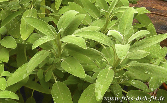 Salvia officinalis L. (Gartensalbei).