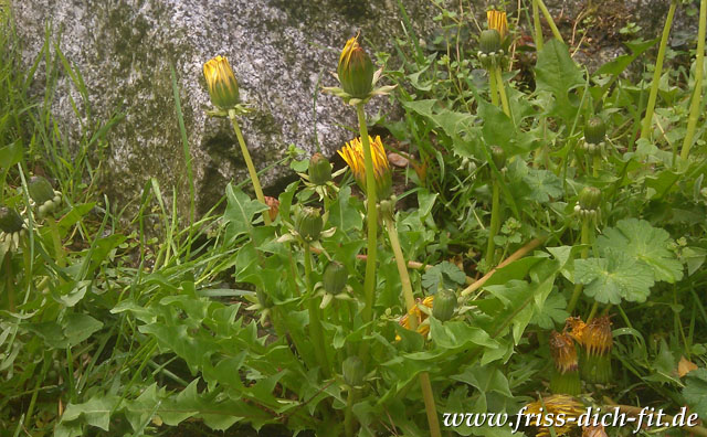 Taraxacum